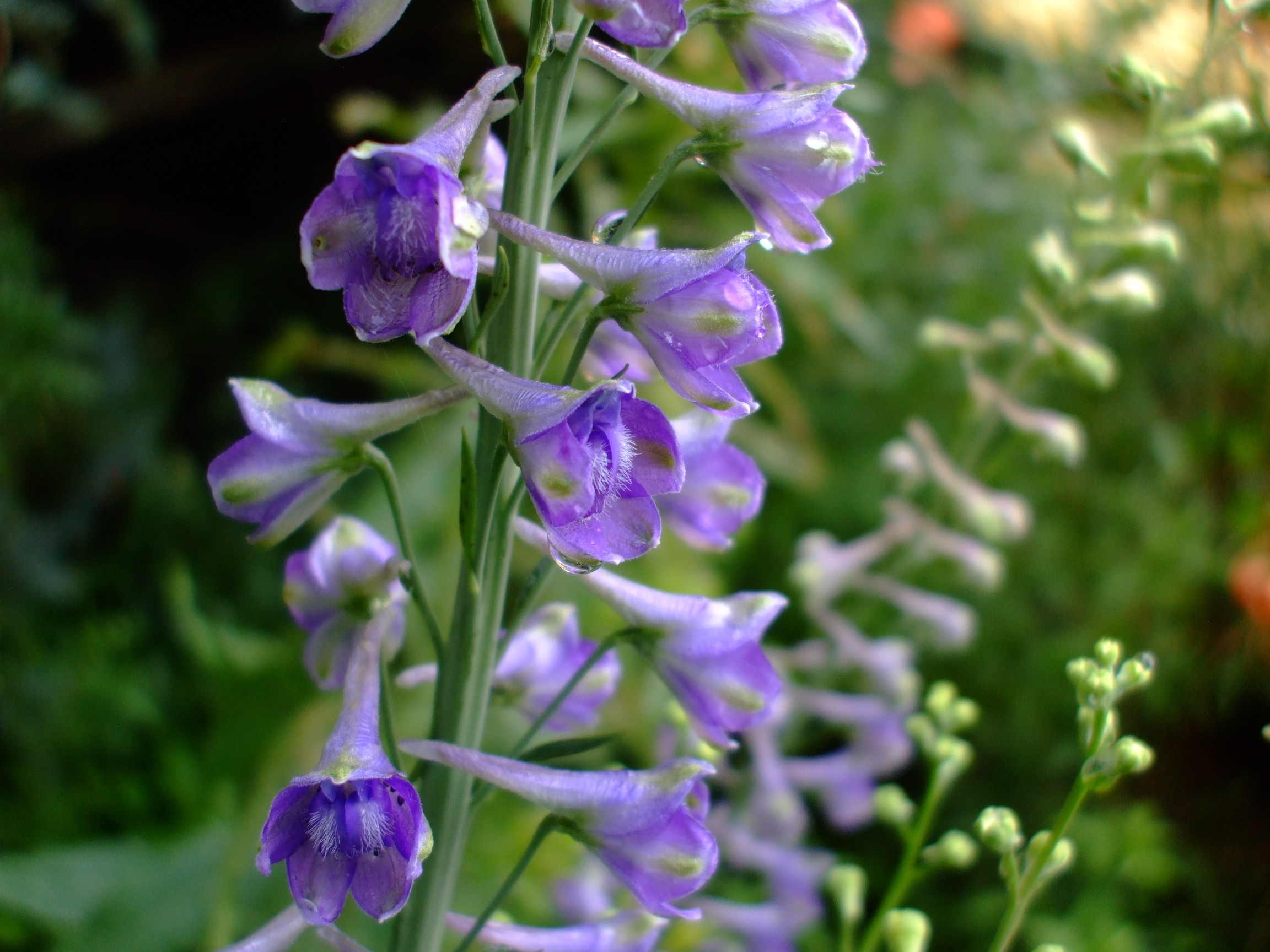 Delphinium exaltatum